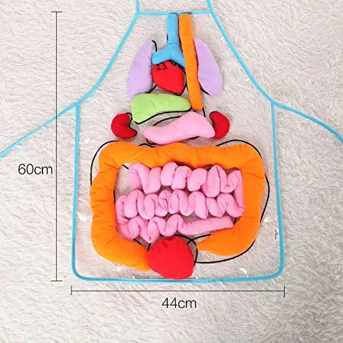 Anatomie-Lernschürze – Entdecke die menschlichen Organe spielerisch