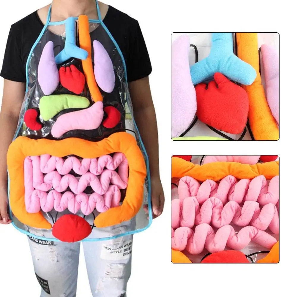 Anatomie-Lernschürze – Entdecke die menschlichen Organe spielerisch