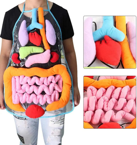 Anatomie-Lernschürze – Entdecke die menschlichen Organe spielerisch