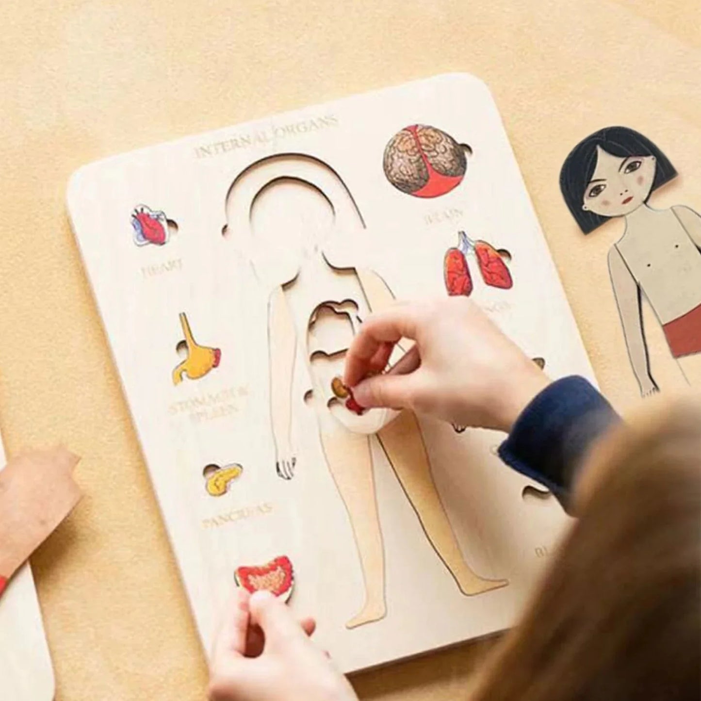 Holzpuzzle Anatomie – Entdecke den menschlichen Körper