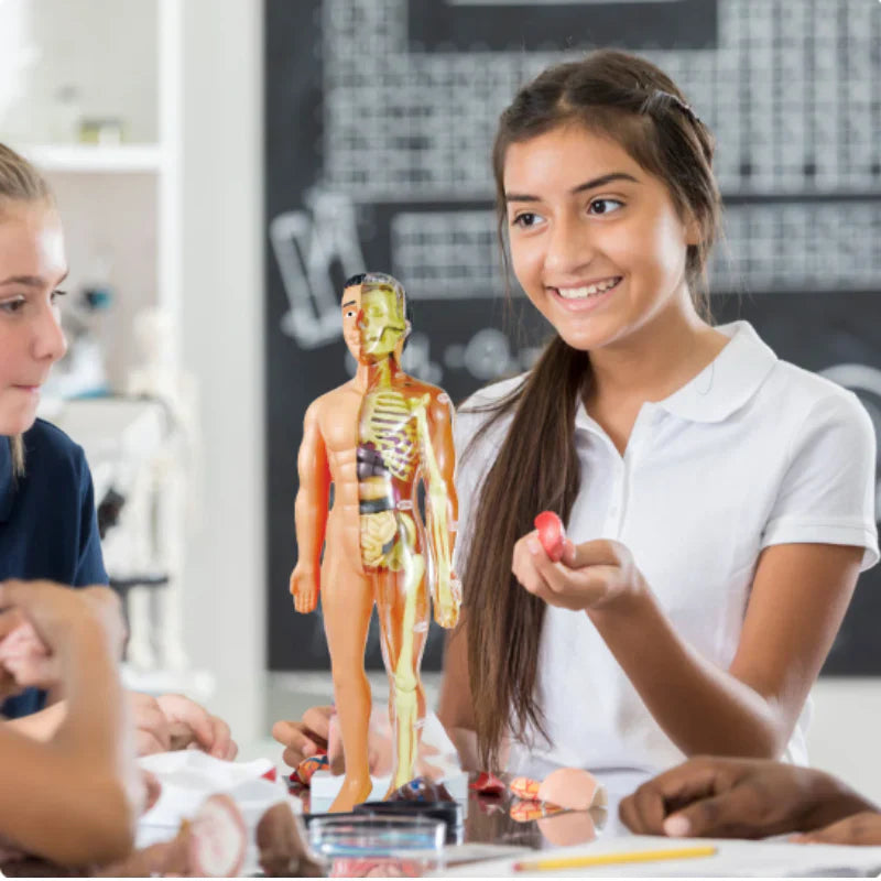 Kinder Anatomie Lernmodell – Interaktive Lernhilfe
