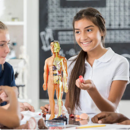 Kinder Anatomie Lernmodell – Interaktive Lernhilfe