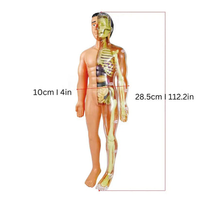 Kinder Anatomie Lernmodell – Interaktive Lernhilfe
