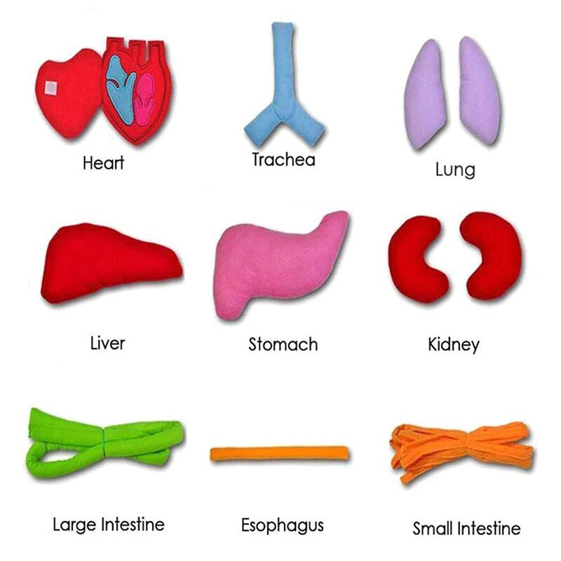 Anatomie-Lernschürze – Entdecke die menschlichen Organe spielerisch