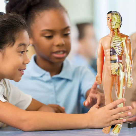 Kinder Anatomie Lernmodell – Interaktive Lernhilfe