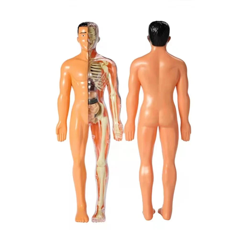 Kinder Anatomie Lernmodell – Interaktive Lernhilfe